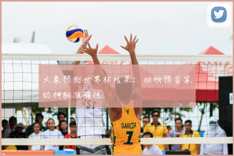 大象预测世界杯结果:动物预言家的神秘准确性